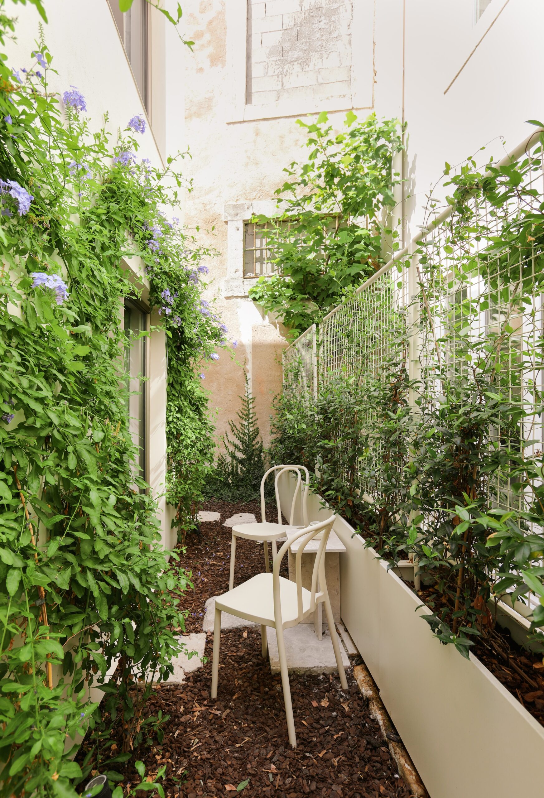 A narrow patio with climbing plants and white chairs